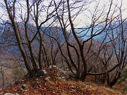 37 Carpini neri si colorano dell'imbrunire